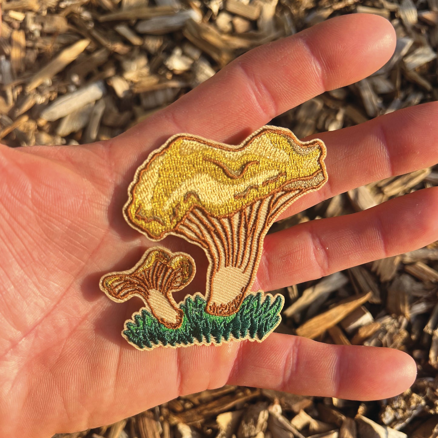 Golden Chanterelle Patch