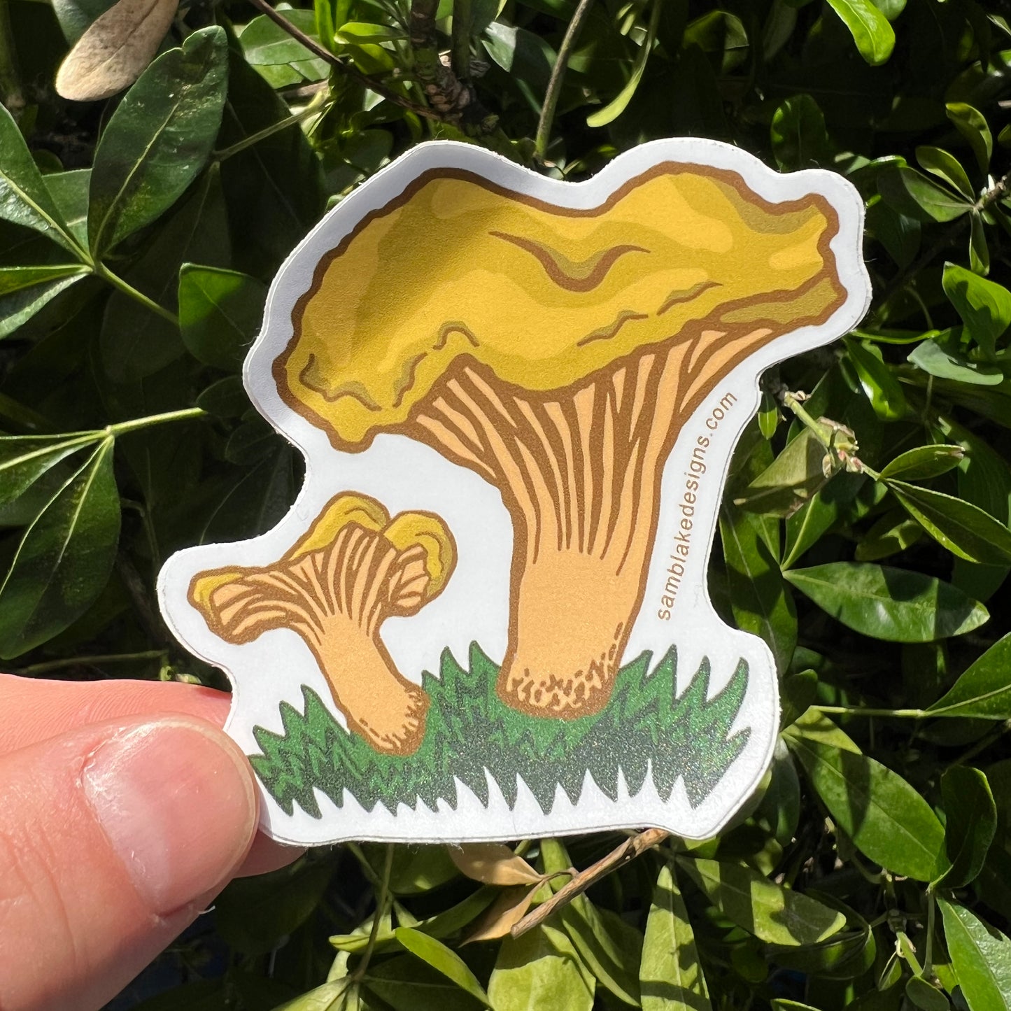 Golden Chanterelle- Vinyl Sticker