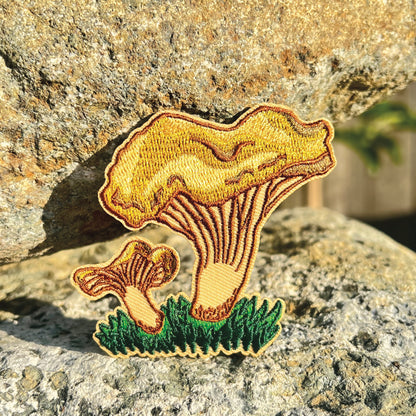 Golden Chanterelle Patch