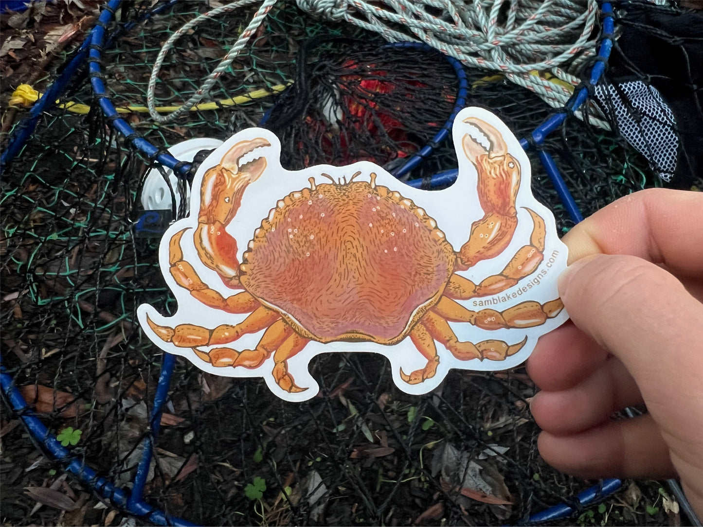 Dungeness Crab- Vinyl Sticker