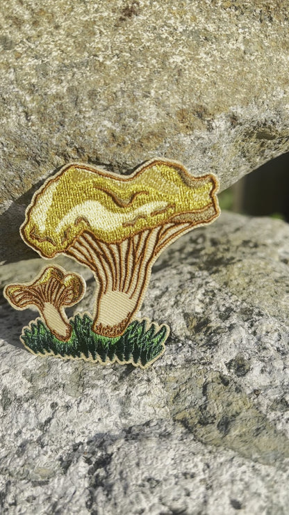 Golden Chanterelle Patch